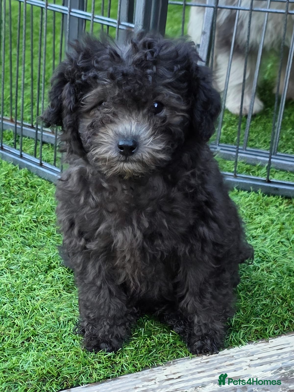 Chipoo dogs BLUE/SILVER CHIPOO x TOY POODLE PUPS - Advert 4