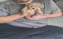 Mixed Breed dogs for sale: Gorgeous puppies for sale - Advert 23