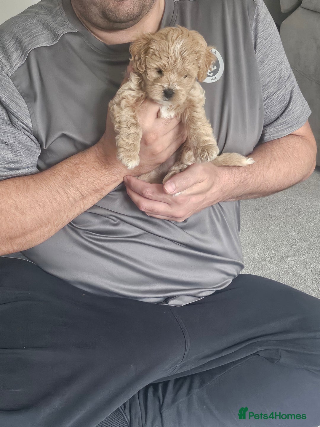 Mixed Breed dogs for sale: Gorgeous puppies for sale - Advert 23