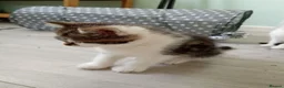 Domestic Shorthair cats for sale: Stunning litter of 4 - Advert 18