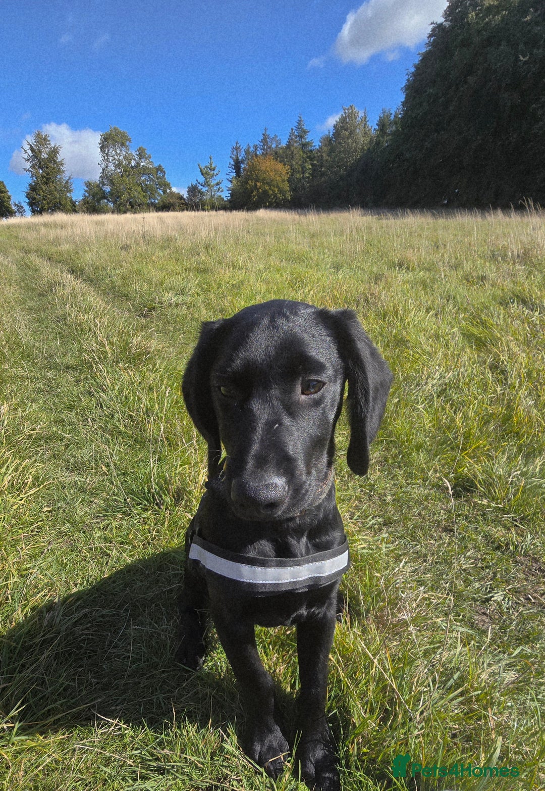 Springador dogs for sale: Happy, well behaved black Springador  - Image 4