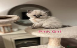 Ragdoll cats for sale: Beautiful Chunky Ragdoll Kittens For Sale - Image 13