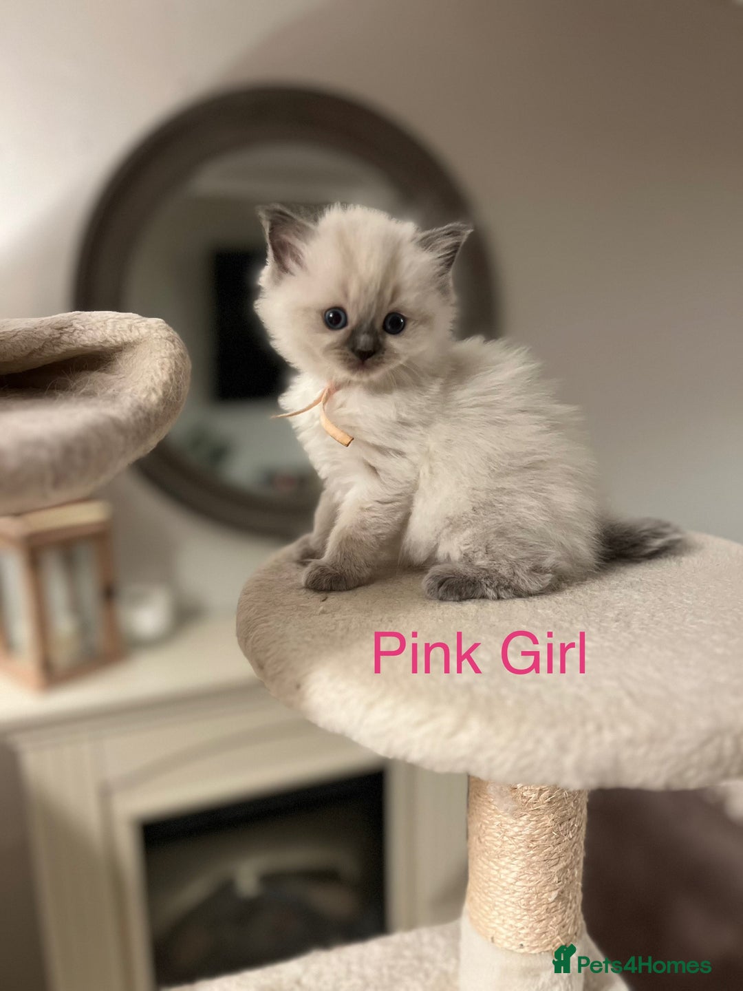 Ragdoll cats for sale: Beautiful Chunky Ragdoll Kittens For Sale - Image 13