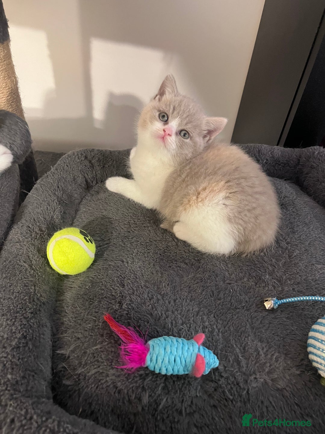 British Shorthair cats for stud: BSH Male for stud  - Advert 7