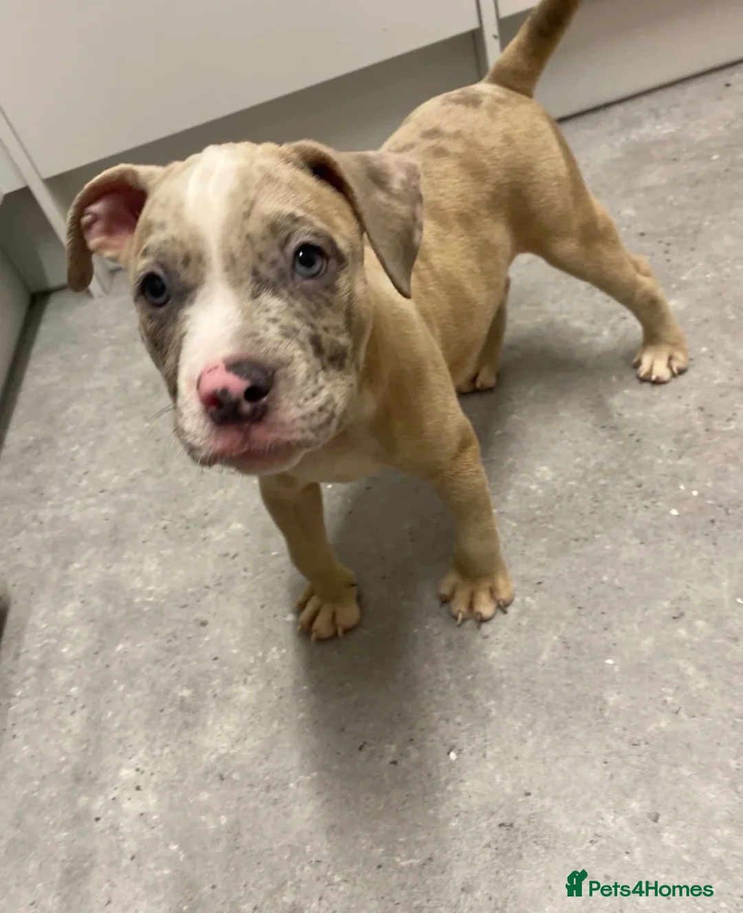 American Bully dogs for sale: Gorgeous bully puppy! - Advert 2