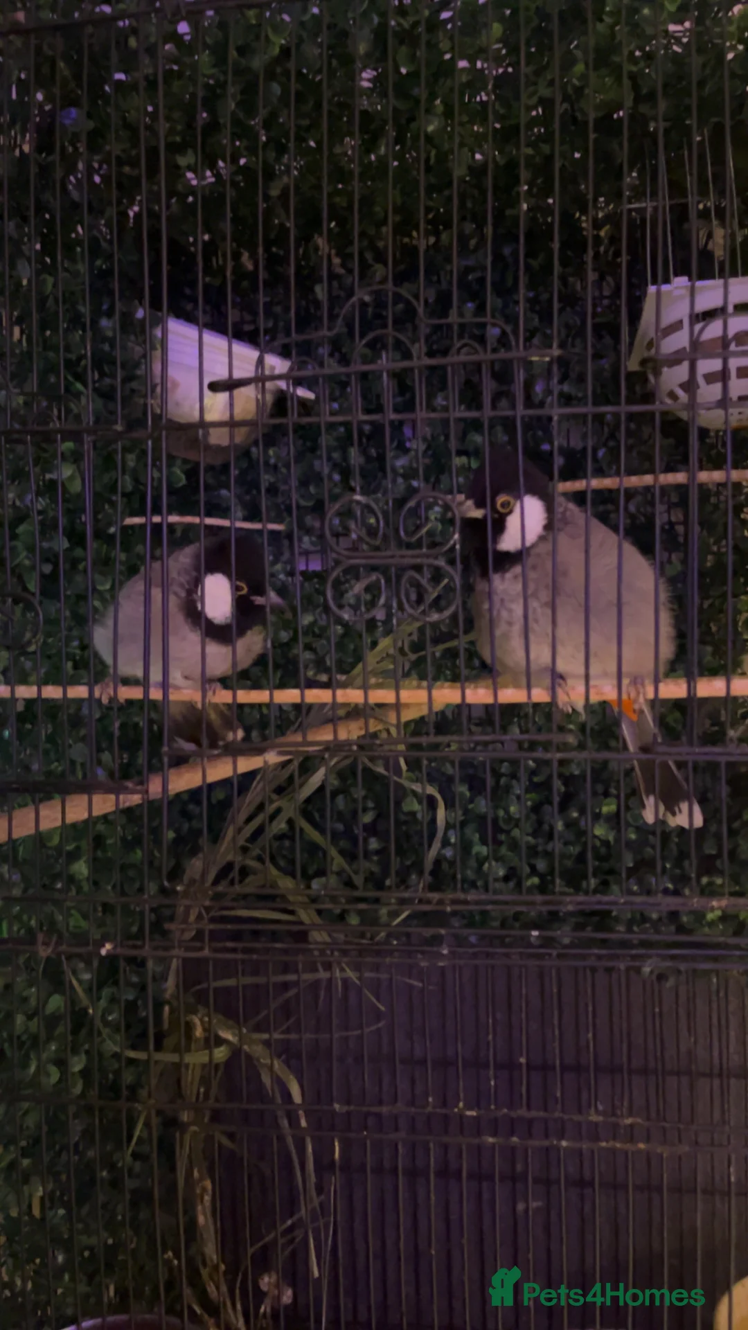 Mixed Breed birds for sale: white eared bulbul - Advert 2