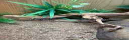 Leopard Gecko reptiles for sale: 2 x leopard gecko  - Advert 6