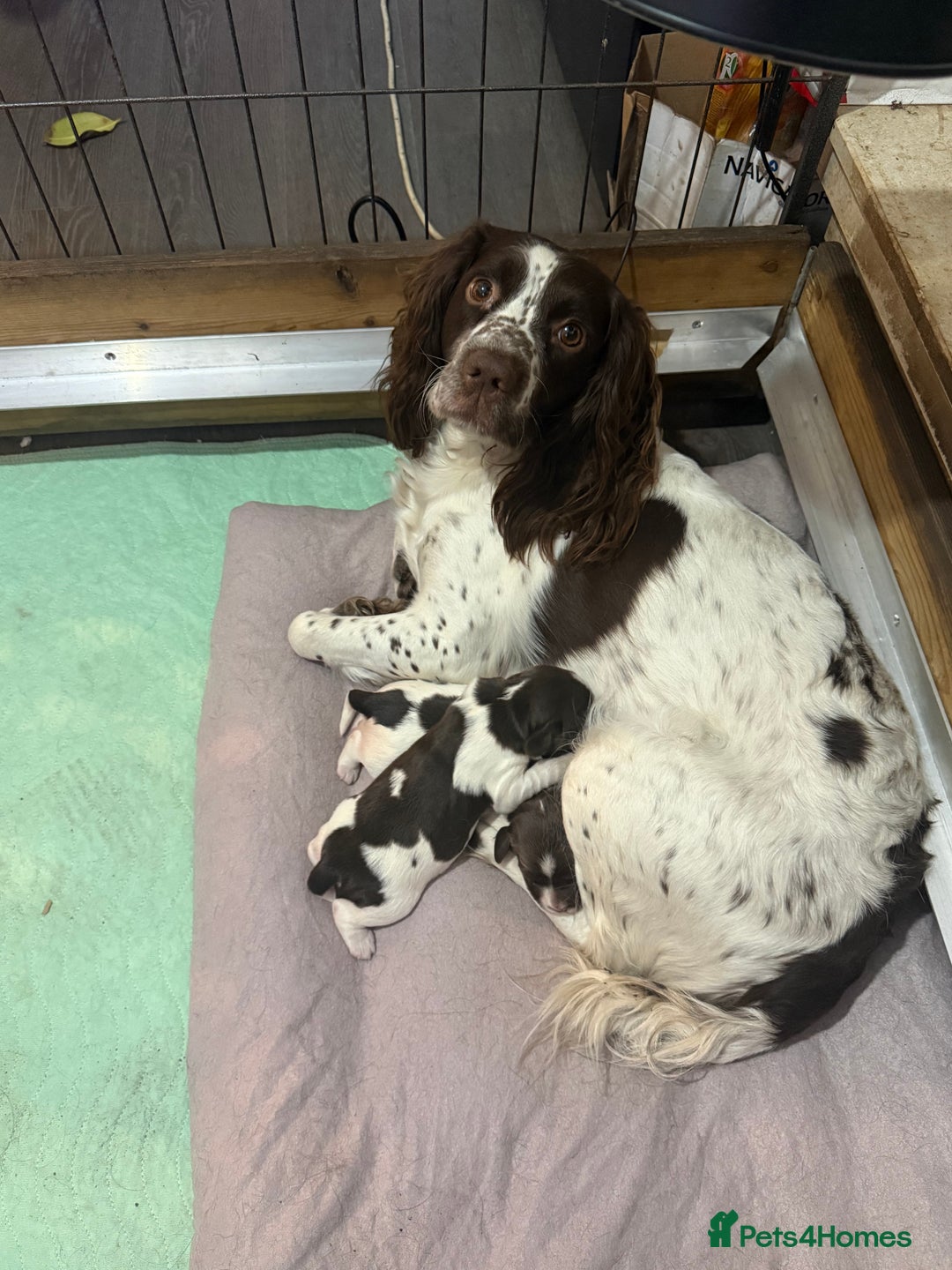 English Springer Spaniel dogs for sale: English Springer Spaniel Puppies - Advert 1