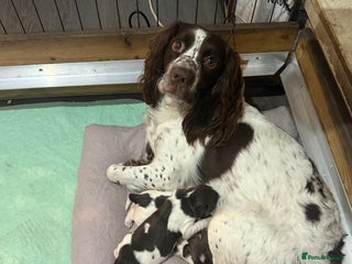 English Springer Spaniel dogs English Springer Spaniel Puppies - Advert 1