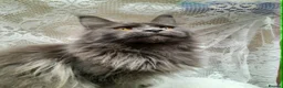 Maine Coon cats for sale: Solid blue maine coon girl - Advert 1