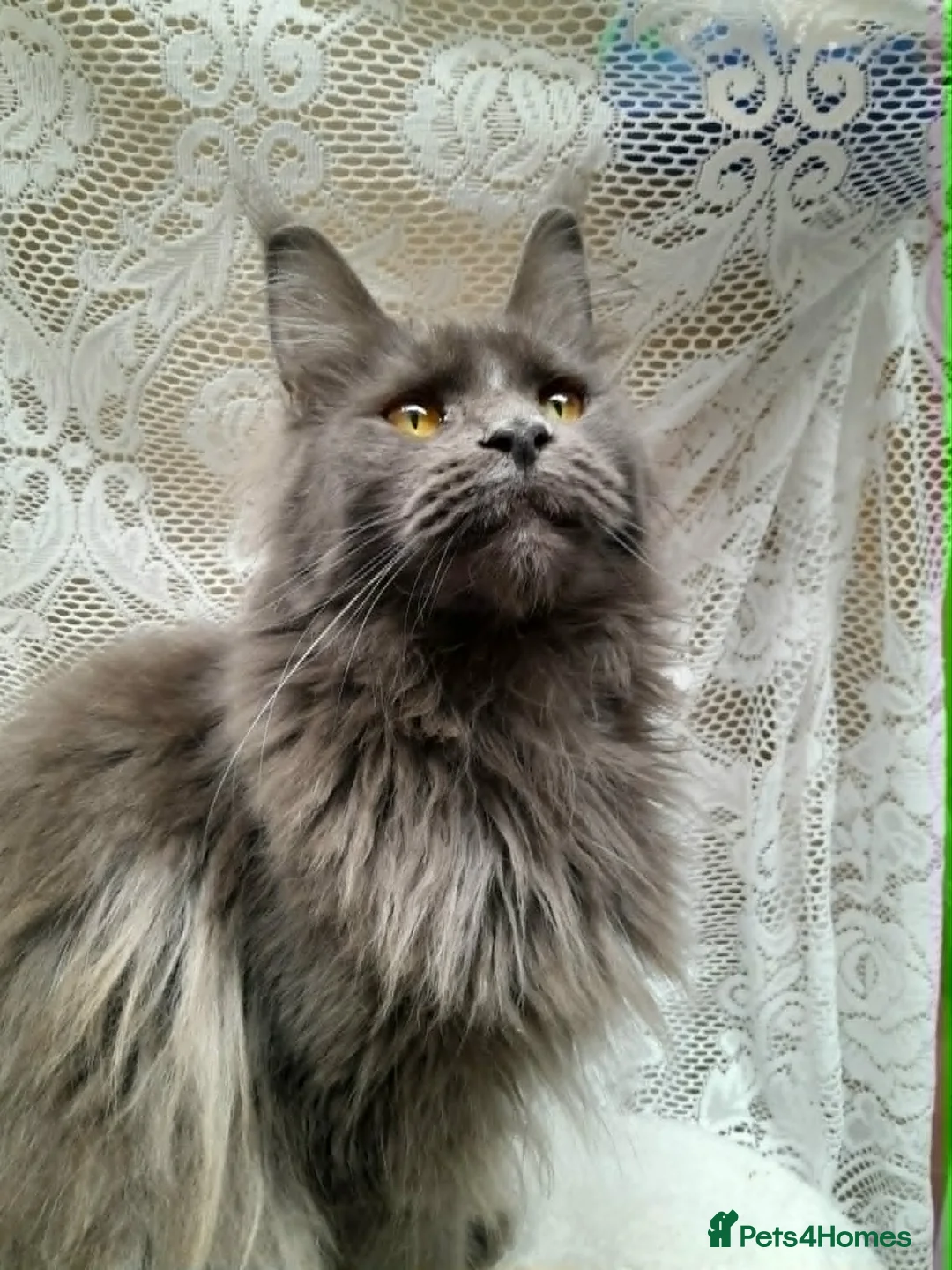 Maine Coon cats for sale: Solid blue maine coon girl - Advert 1