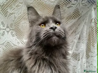 Maine Coon cats for sale: Solid blue maine coon girl - Advert 1