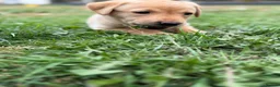 Labrador Retriever dogs for sale: Exceptional Labrador puppies  - Advert 12