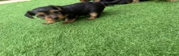 Yorkshire Terrier dogs for sale: Yorkshire Terrier  in Colchester - Advert 20