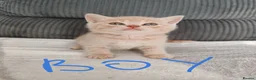 British Shorthair cats for sale: British shorthair kittens  - Advert 3