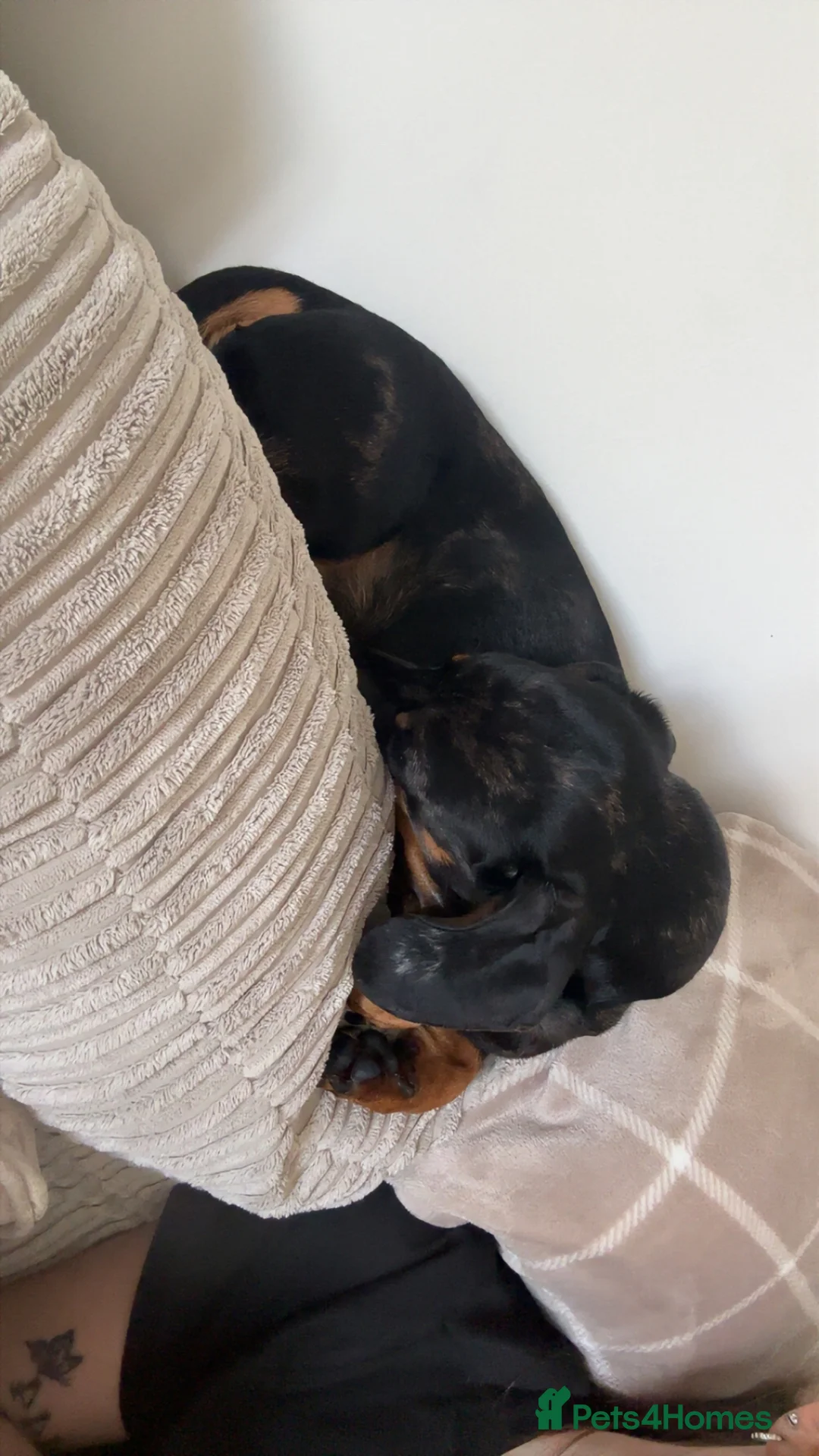 Dachshund dogs for sale: Male dachshund - Advert 5