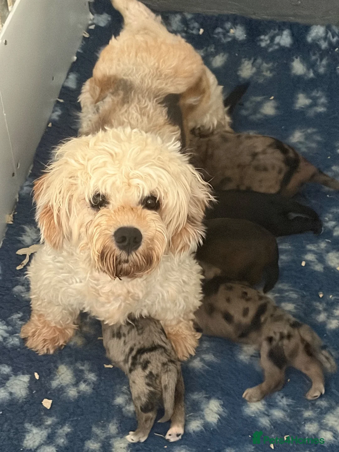 Mixed Breed dogs for sale: Stunning Doodle Puppies  - Advert 2