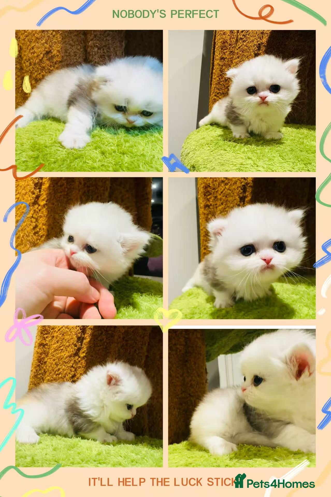 Munchkin cats Show-Quality Minuet Kittens – Rare in the UK - Advert 1
