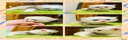 Munchkin cats for sale: Show-Quality Minuet Kittens – Rare in the UK - Advert 1
