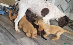 Cocker Spaniel dogs for sale: Cocker spaniels only 3 left  - Image 11