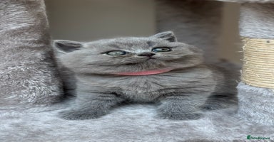 British Shorthair cats - Advert 14