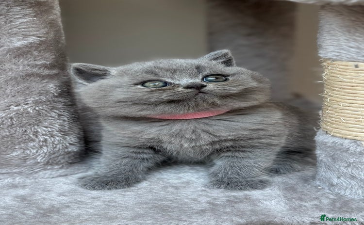 British Shorthair cats - Advert 11