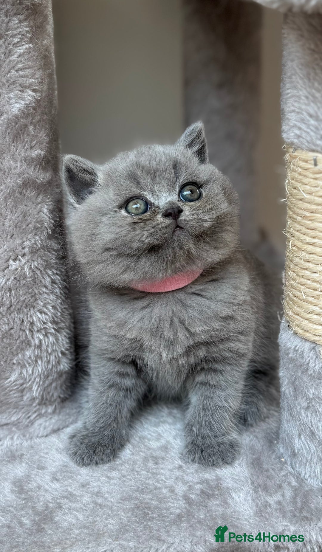 British Shorthair cats for sale: GCCF Registered British Shorthair kittens  - Image 1