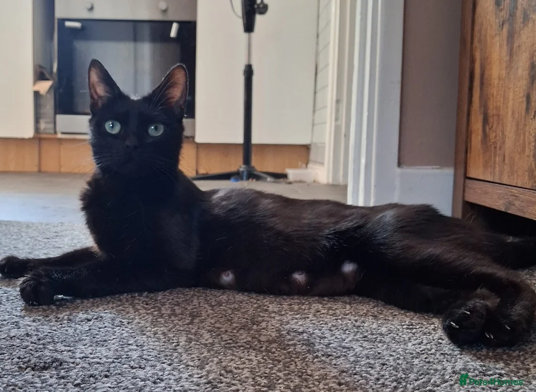 Mixed Breed cats for adoption: Rescue kittens ready for perfect homes! - Advert 10