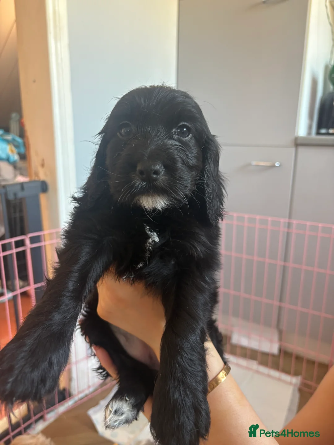 Cockapoo dogs for sale: Last cockapoo boy apricot Merle - Advert 2