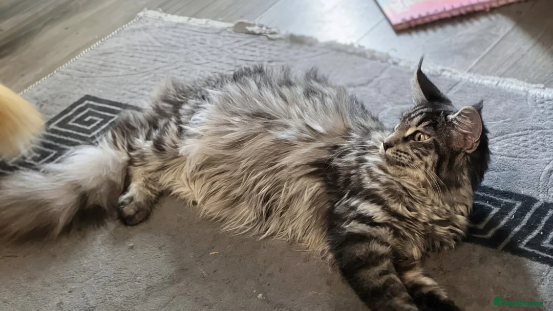 Maine Coon cats for sale: Maine coon girl 8 mths - Advert 3
