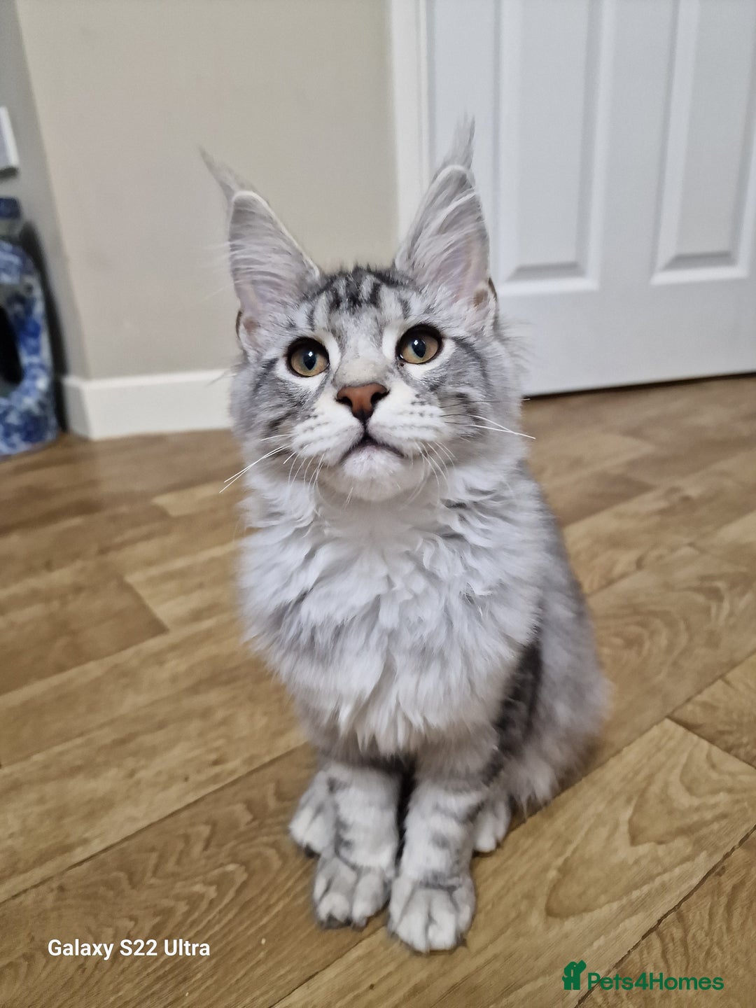 Maine Coon cats for sale: Pure maine coon - Image 24