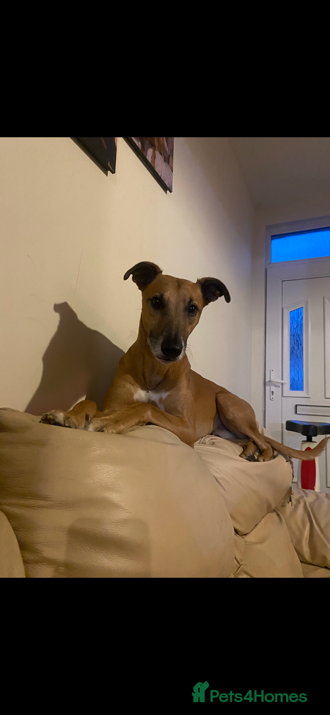 Greyhound dogs for sale: Bull greyhound for rehoming  - Advert 5