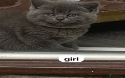 British Shorthair cats for sale: 1 blue BSH girl left for sale  in Burnley - Image 8