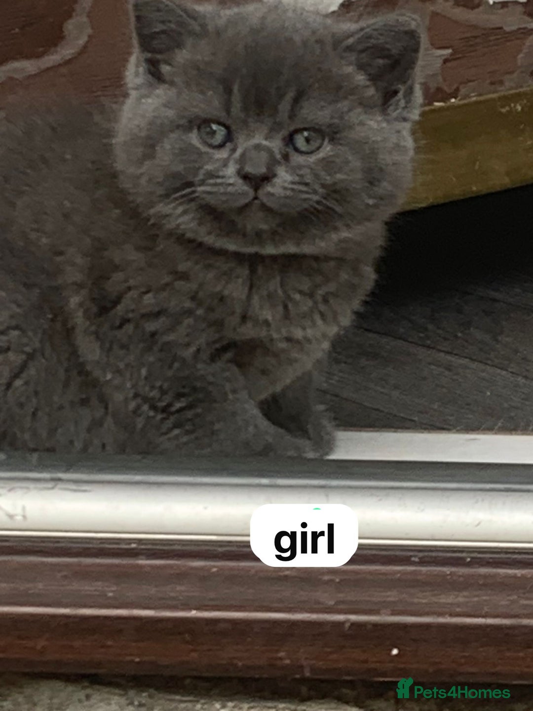 British Shorthair cats for sale: 1 blue BSH girl left for sale  in Burnley - Image 8