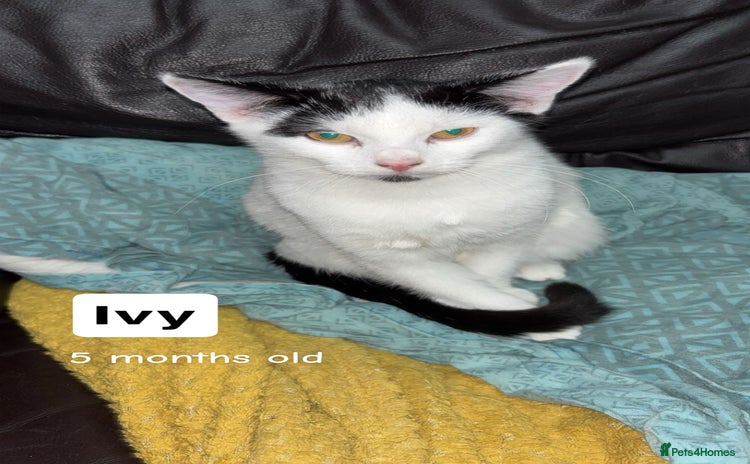 American Shorthair cats 3 black and white cats - Advert 3