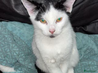 American Shorthair cats 3 black and white cats - Advert 2