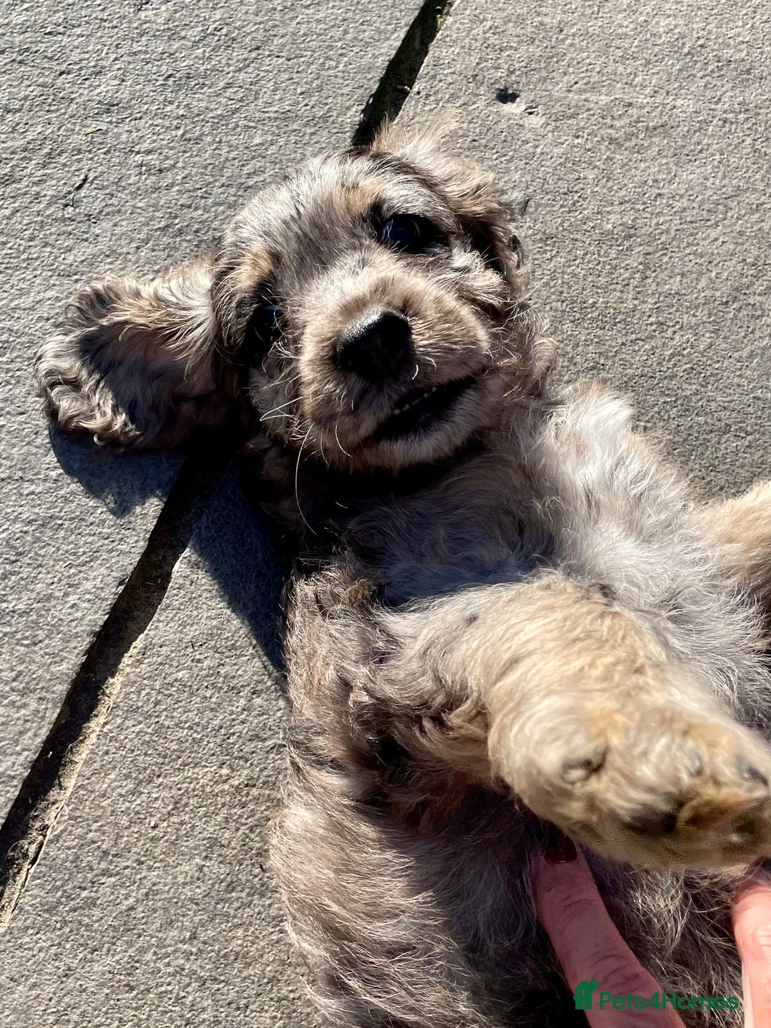 Cockapoo dogs for sale: Marble /tan cockerpoo - Image 2
