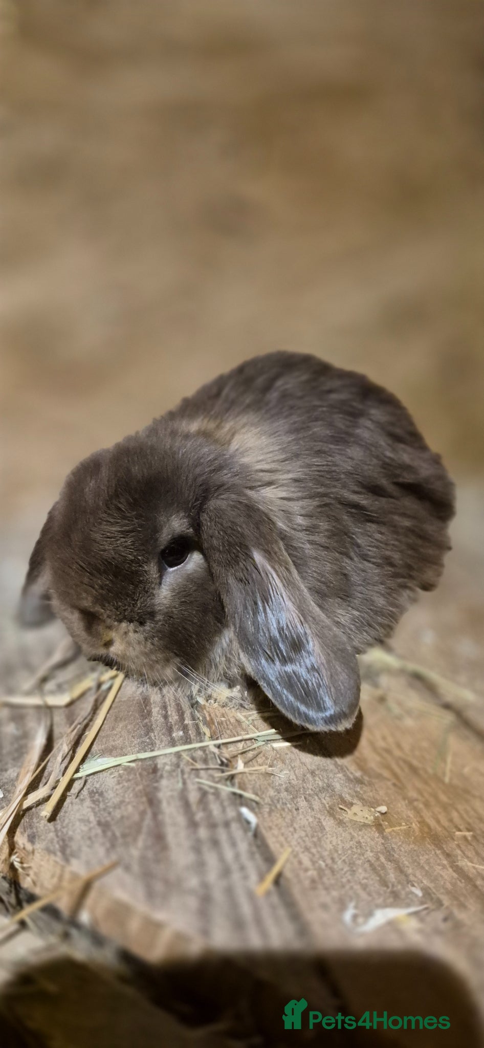 Mini Lop rabbits Gorgeous Mini Lop Baby Bunnies  - Advert 16