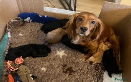 Cocker Spaniel dogs for sale: Gamekeeper bred working cockers - Image 8