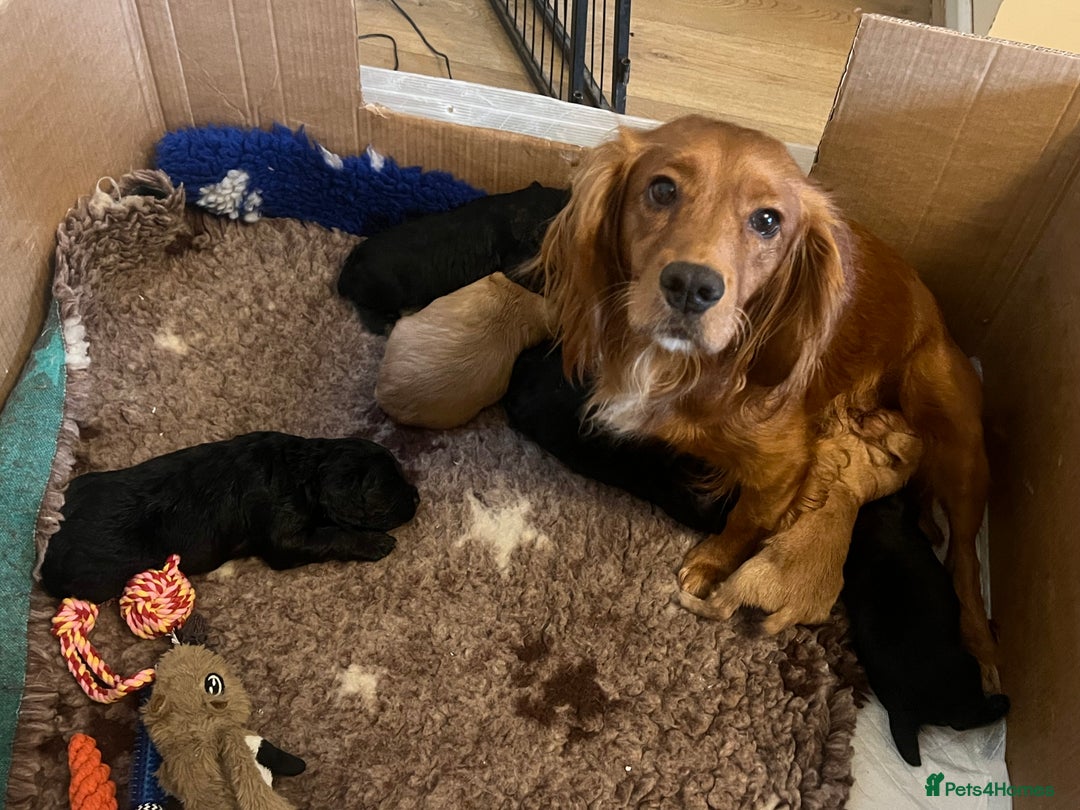 Cocker Spaniel dogs for sale: Gamekeeper bred working cockers - Image 8