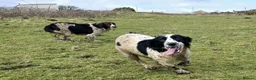 English Springer Spaniel dogs for adoption: Skye Black & White ESS 2 year old Adult  - Advert 12