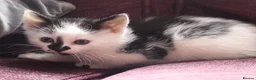 Mixed Breed cats for sale: Stunning part Siamese kittens ready now  - Advert 12