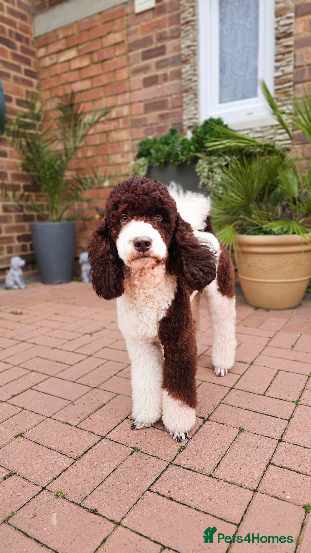 Australian Labradoodle dogs for stud: FULLY HEALTH TESTED! POODLE STUD DOG! in Kettering - Image 2