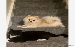 Pomeranian dogs for sale: Lovely girl Pom needs rehoming  - Advert 3