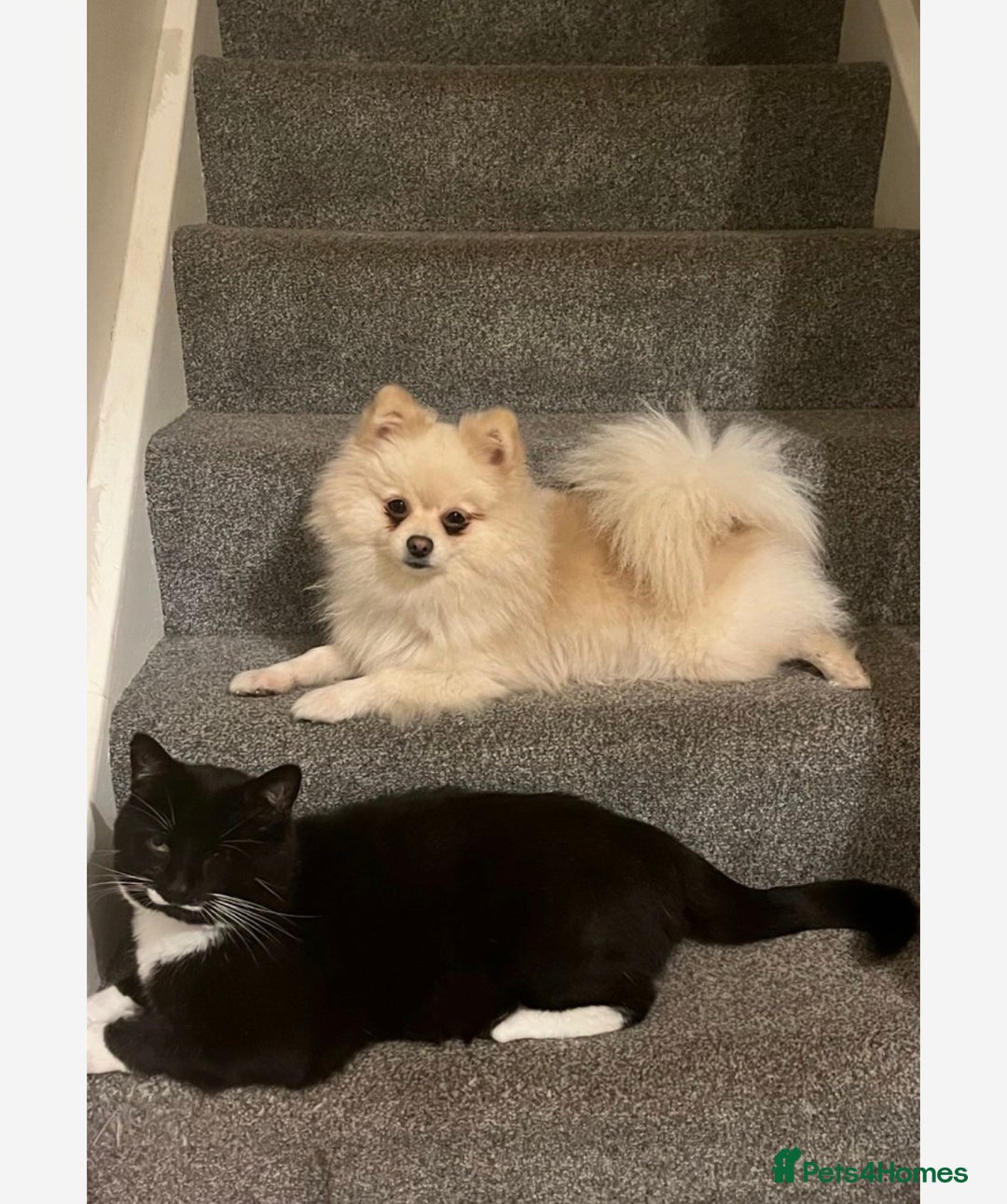 Pomeranian dogs for sale: Lovely girl Pom needs rehoming  - Advert 3
