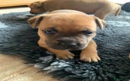 Staffordshire Bull Terrier dogs for sale: Stunning Red Staffy puppies KC top bloodlines - Image 24