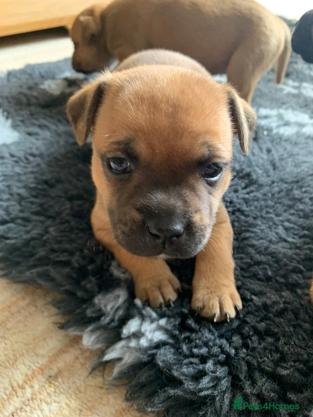 Staffordshire Bull Terrier dogs for sale: Stunning Red Staffy puppies KC top bloodlines - Image 24