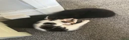 Mixed Breed cats for sale: READY TO GO! Fluffy kittens  - Advert 18