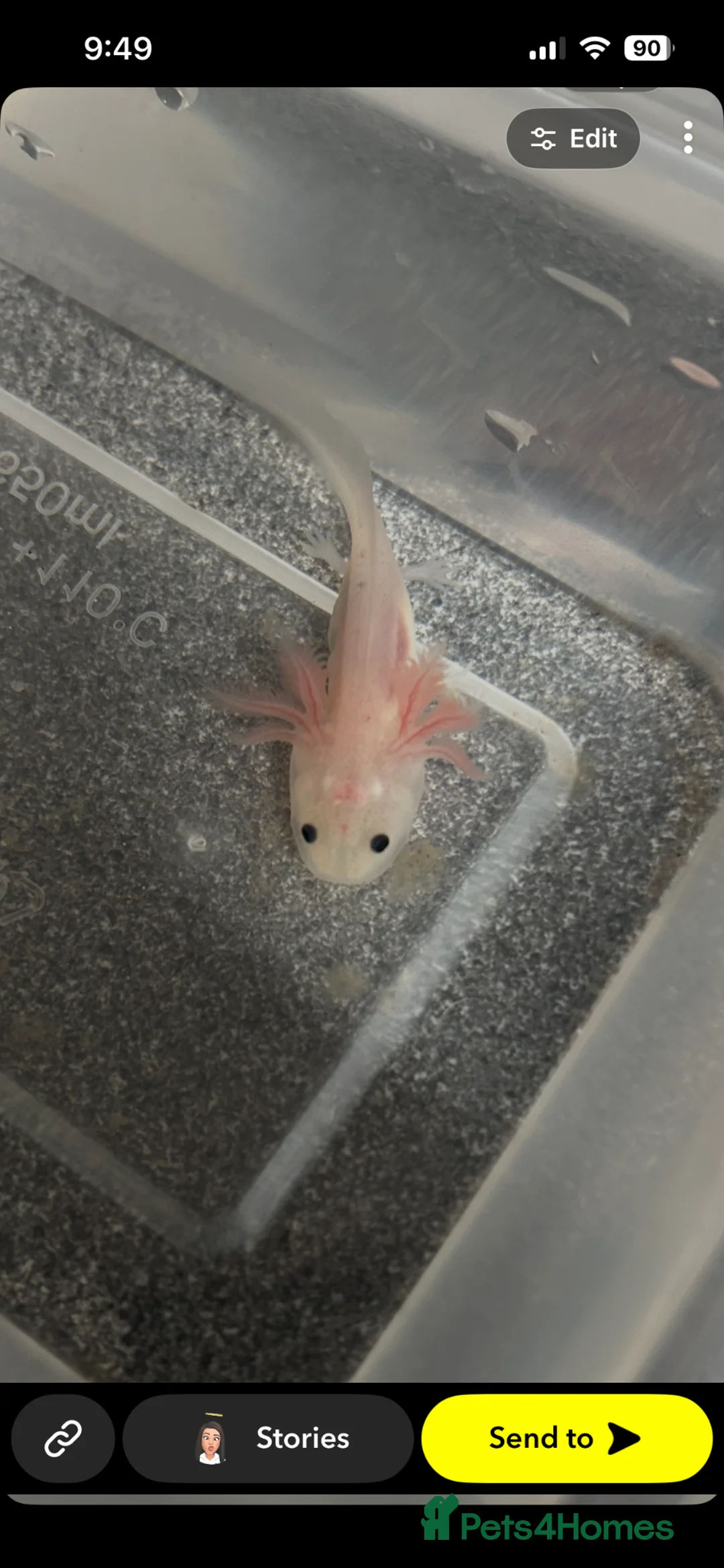 Other/Mixed Breed fish for sale: Baby axolotls  in Stanley - Advert 1