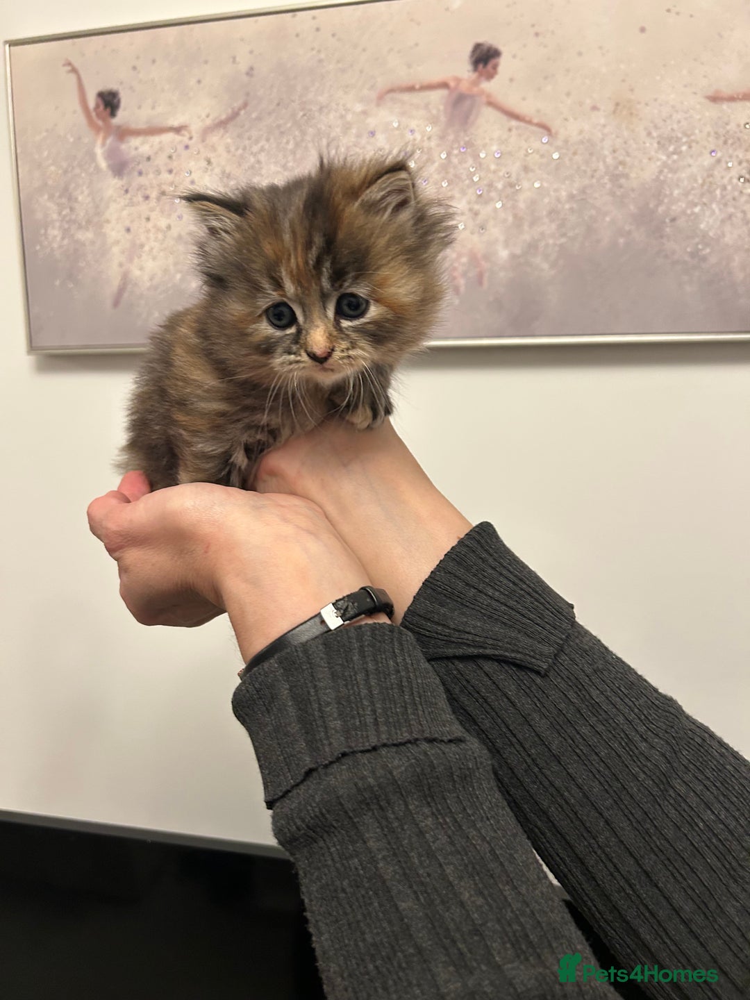 Scottish Fold cats for sale: Adorable Scottish Fold Cross Kittens - Advert 8